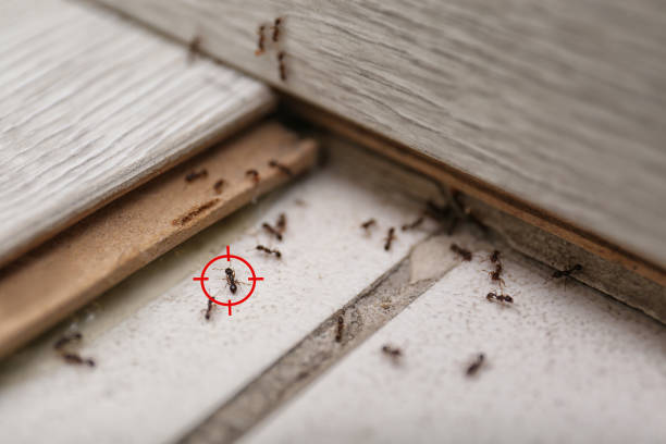 Reliable Newberry, MI Pest Control Solutions